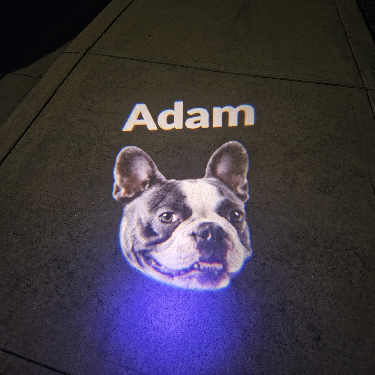 GlowTrack Leash - Turn Every Night Walk Into a Red Carpet Event